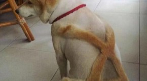 Crazy pets in japan.