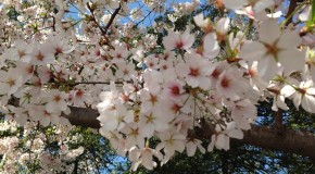 Cherry Blossoms Galore