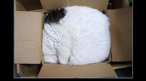 Cat.rar